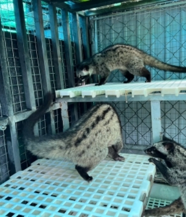 Chồn Hương Giống Thương Phẩm