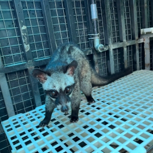 Kỹ thuật ghép đôi và chăm sóc chồn hương trong mùa sinh sản