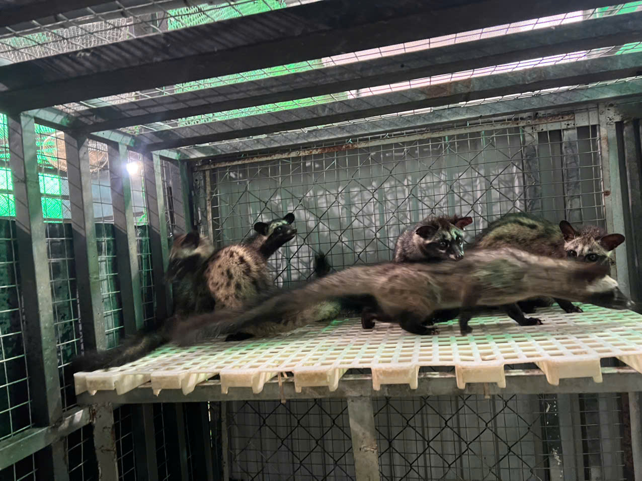 Chồn Hương Giống