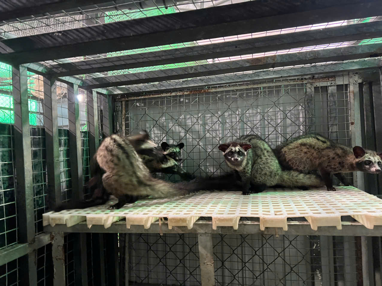 chồn hương giống 