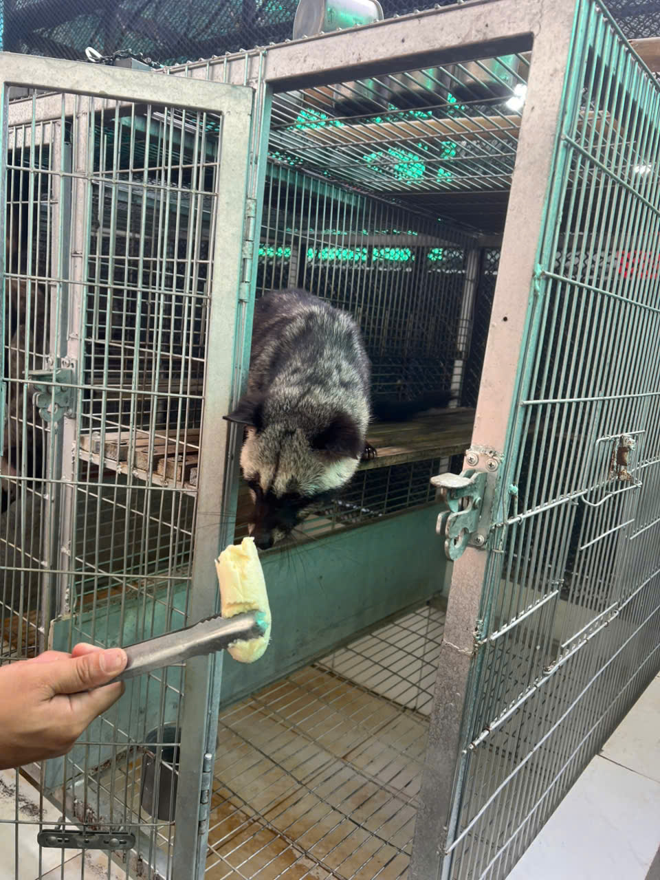 CHỒN HƯƠNG GIỐNG