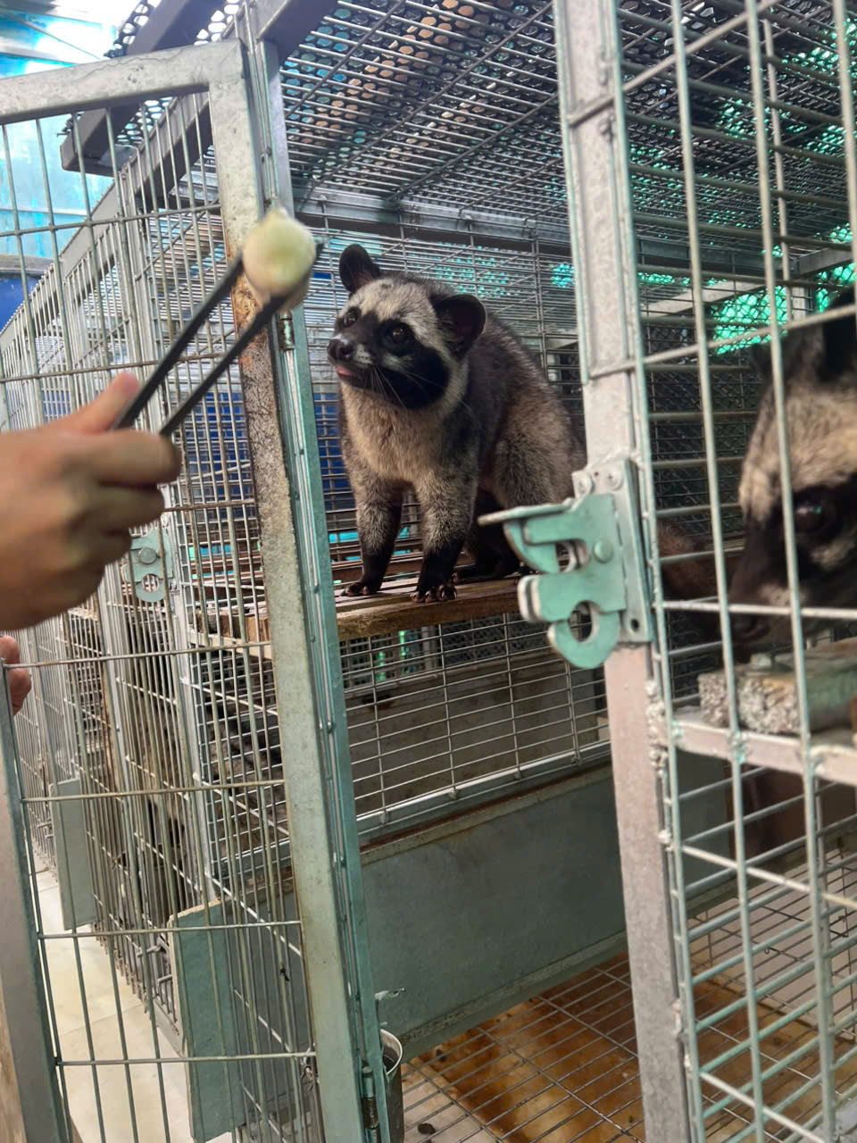 Chồn Hương Giống