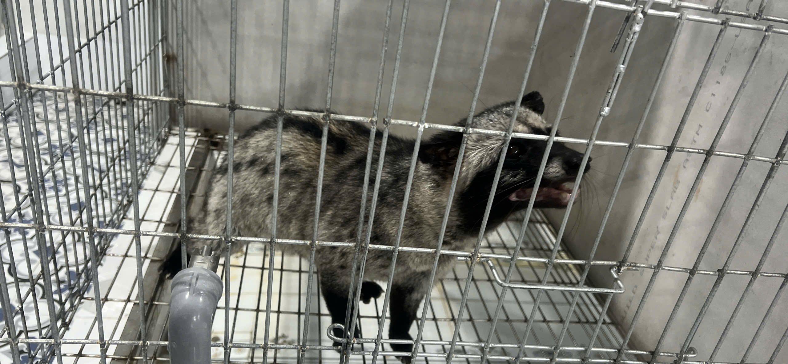 CHỒN HƯƠNG GIỐNG