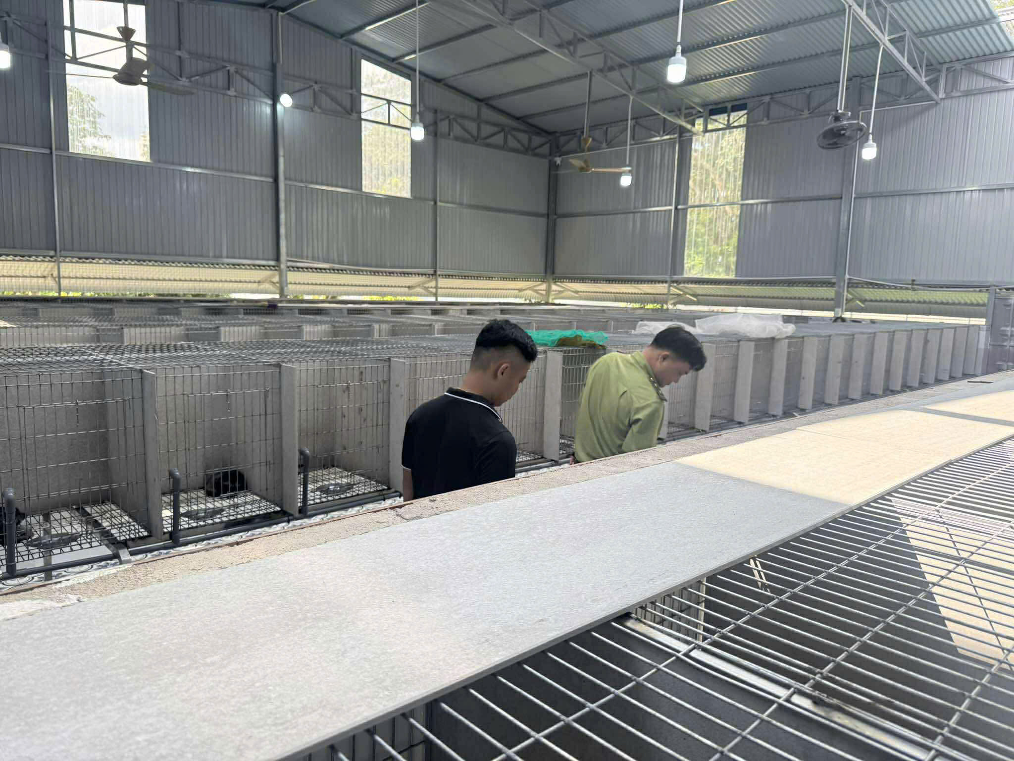 CHỒN HƯƠNG GIỐNG