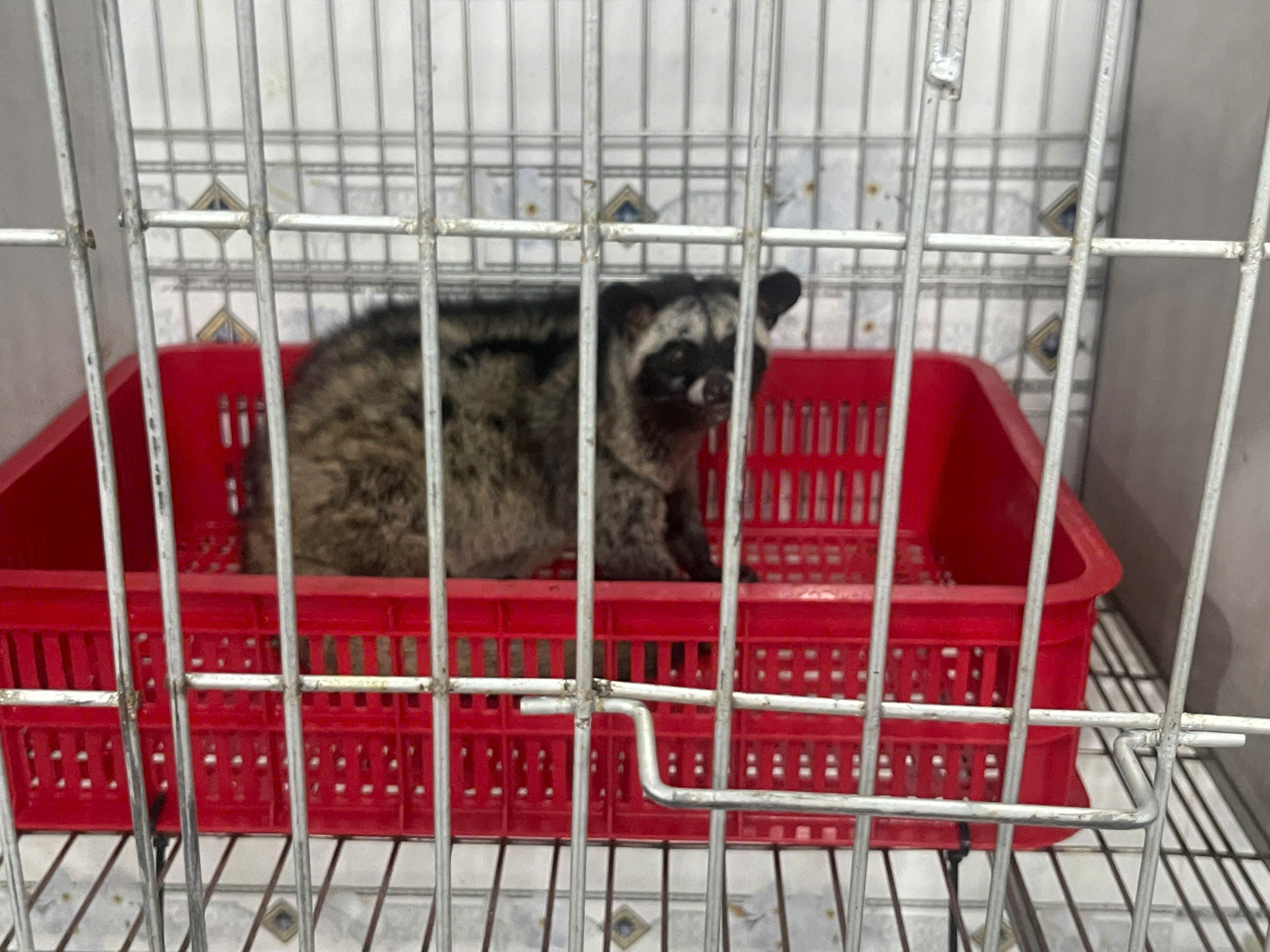 CHỒN HƯƠNG SINH SẢN