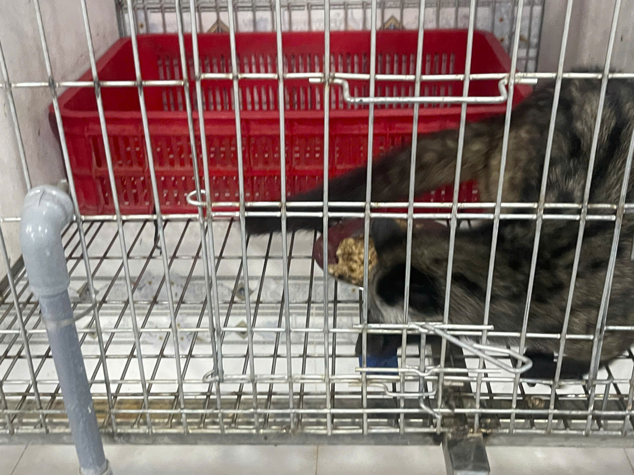 CHỒN HƯƠNG SINH SẢN