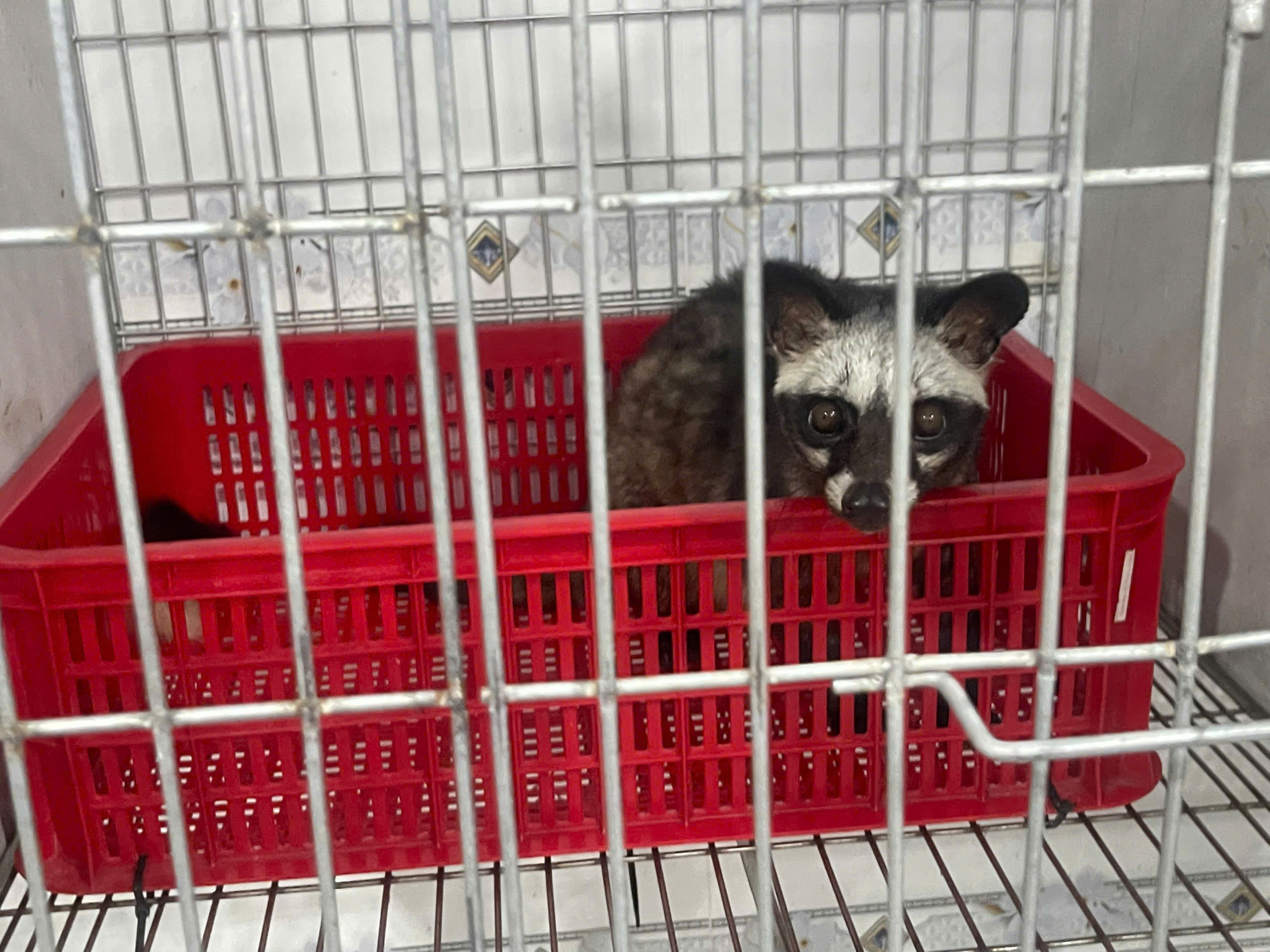 CHỒN HƯƠNG SINH SẢN