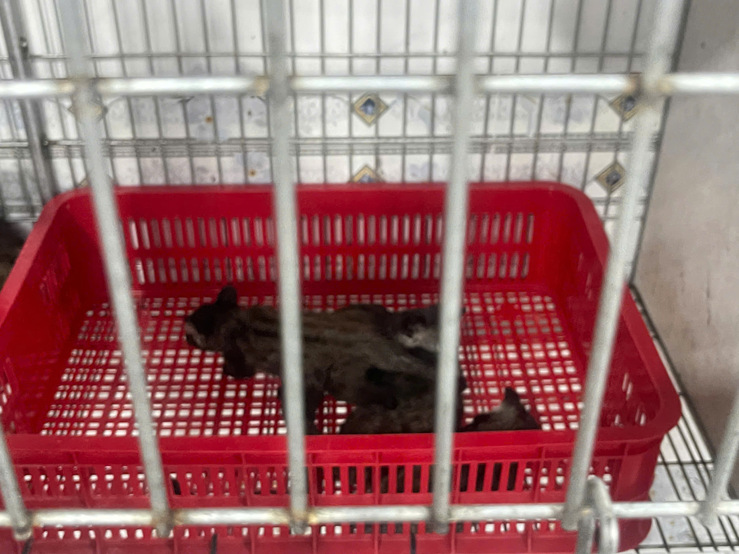 Kỹ thuật ghép đôi và chăm sóc chồn hương trong mùa sinh sản